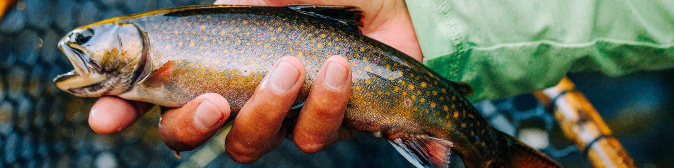A native brook trout with yellow and red spots