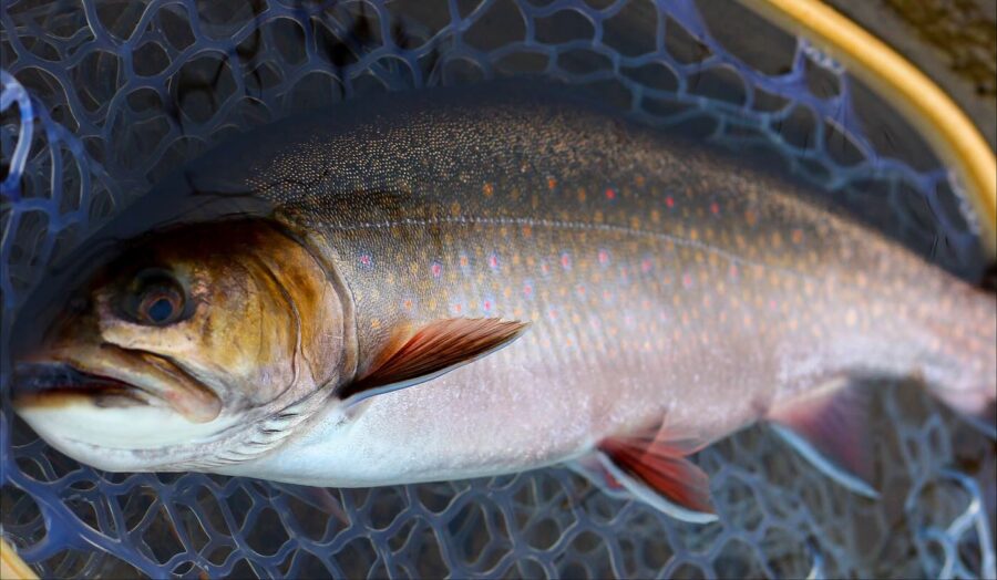 A healthy female native brook trout