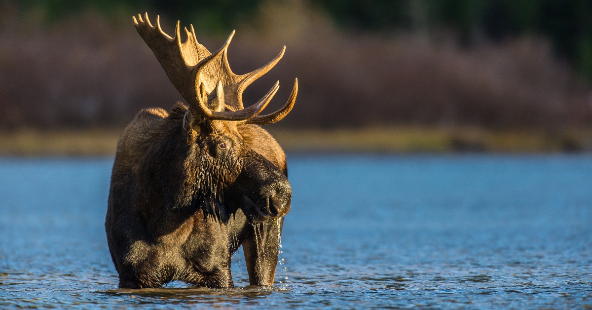 Magalloway Project, One of Five Recipients of NFWF Funding Through Acres for America