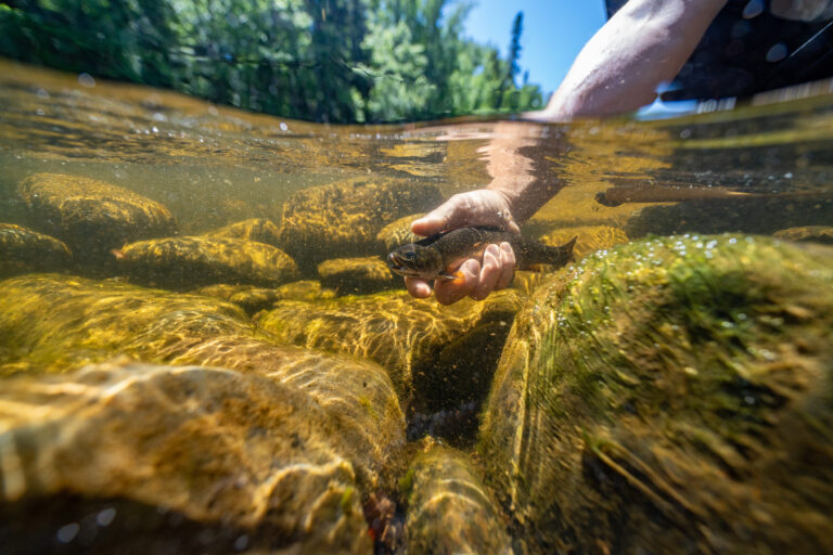 An underwater view of a fish in a clear stream